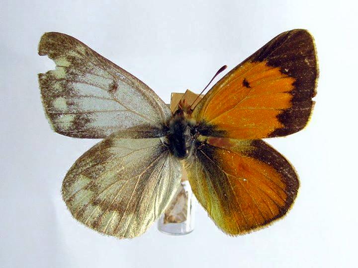 Colias vauthierii (gynandromorph) (Internet Image property of respective owner, non-commercial use only)